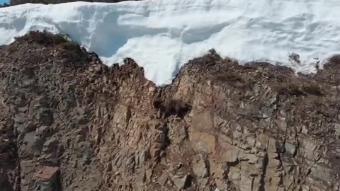 Rescue of a bear cub on a cliff.