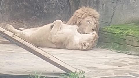 Cute Lions Share a Lick