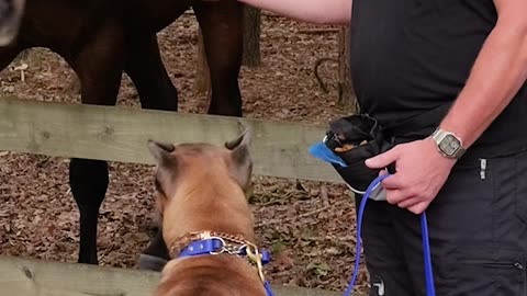 How To Introduce a Dog to Horses