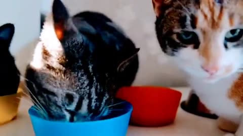 Beautiful Cat Eating - Funny Cat Eating - Eating Foods #cat #cateating #catrelaxingmusic