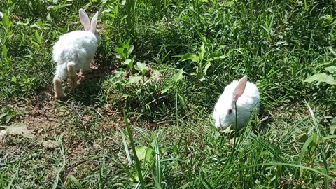 Rabbits eat grass in the field