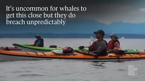 Incredible video shows humpback whale breaching near kayakers
