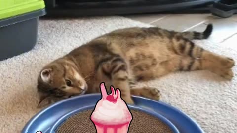 Cute Cat Gif