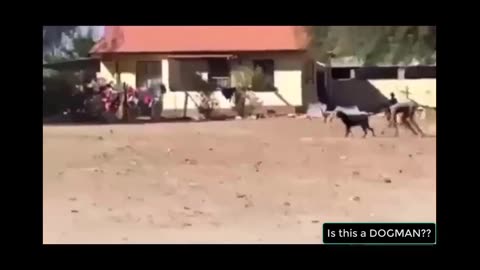 HALF DOG HALF HUMAN creature spotted in South Africa?!?!?!
