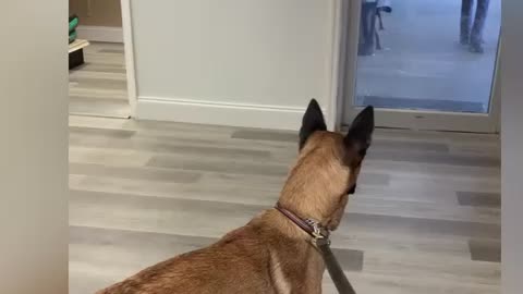 Rescued Belgian Malinois try’s to be brave at veterinary clinic.
