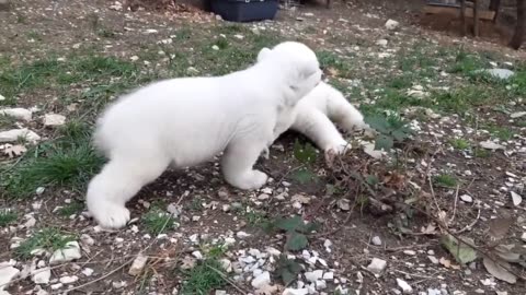 Polar bear cubs