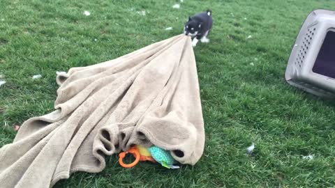 Best Bowtie Pomsky Love - Blue Eyes Pomsky Puppy for Sale