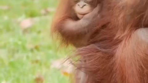 Happy Love of Orangutan Mother🦧