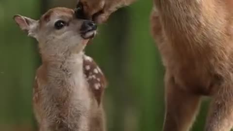 Mama Grooms Her Fawn