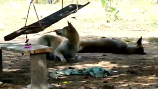hilarious animal video