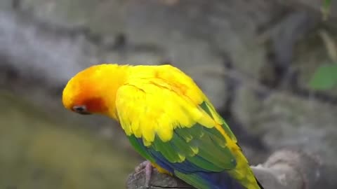 Parrot video