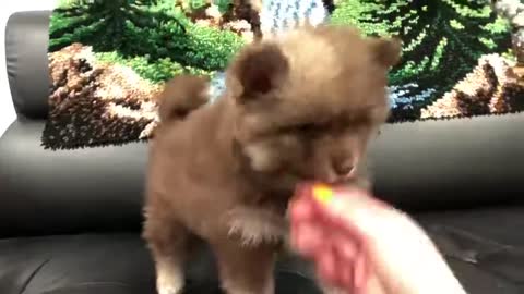 Best Bowtie Pomsky Love - Chocolate Fluff Ball Persius Cutest Pomsky Boy