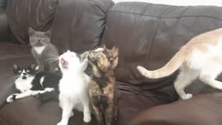 Cute kittens on the couch