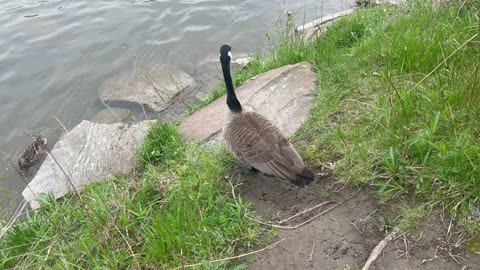 Angry unappreciative Canada Goose bird
