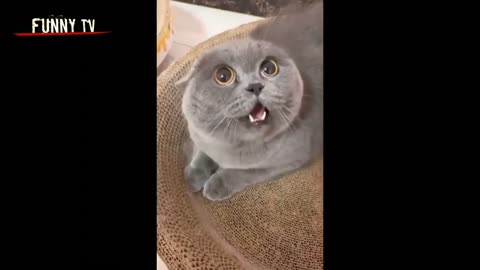 Funny cats videos ever 😹 funny cute cats 😻 Cat fun