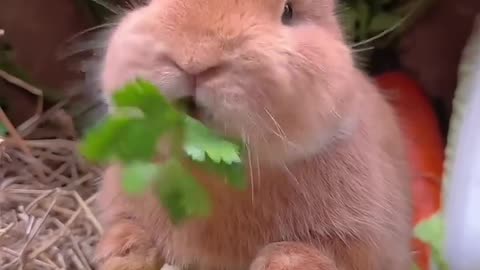 Rabbit eating some grass grass