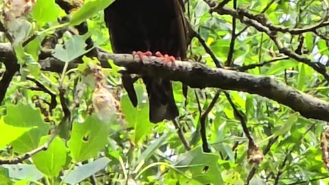Blackbird on a tree / beautiful black bird on a branch.