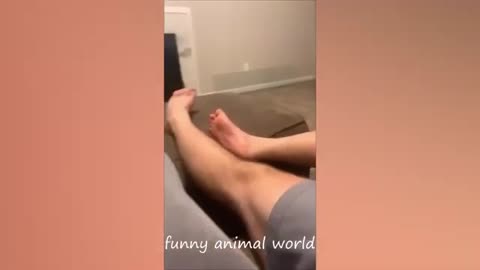 Hilarious Cat Fails: Laugh with the Funniest Cat Videos of 2024!