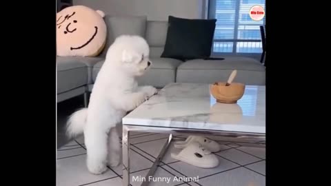 Funny animal videos 2023 😁🥰 Funniest cats🐈 and dogs🐕 videos