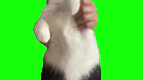 Crazy Right Meow (Cat Dancing to Crazy in Love) | Green Screen