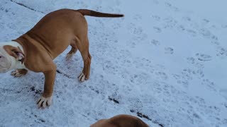 Puppies playing in the snow.