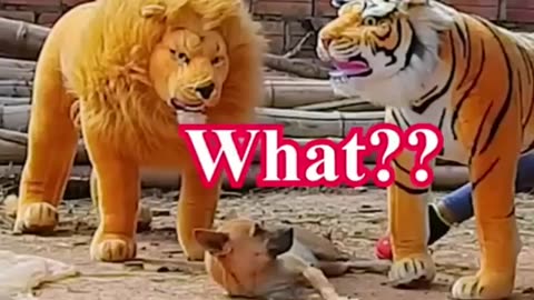 Troll prank dog funny, fake lion and fake tiger prank