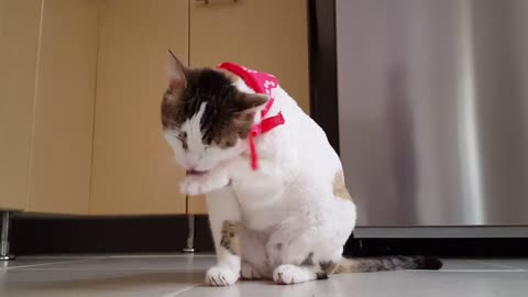 Cute kitty cleaning his fist after taking an yummy lunch