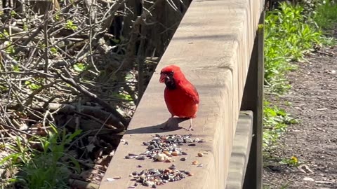 Downy woodpecker and a Cardinal 😊