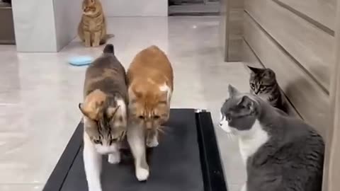 Funny cats