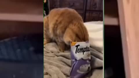 Tik tok cat funny on sale video