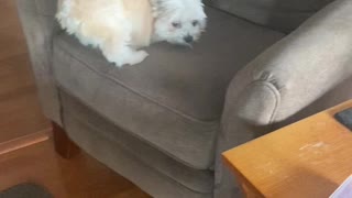 Adorable Two-Legged Dog Jumps Up on Chair