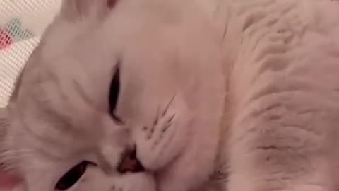 Purr-fectly Cute: Adorable Cats Compilation