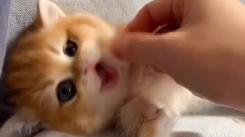 Fanny cat videos | kitty cat video | Cute cat videos | Pet Animal Videos |