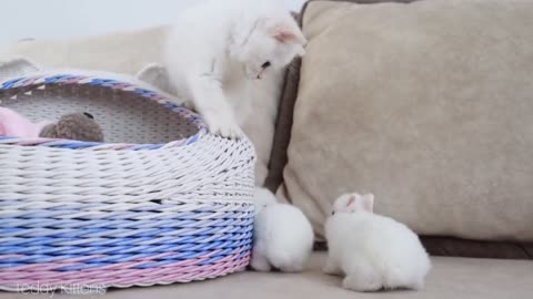 White kitten and white tiny bunnies It's so Сute _____ 2