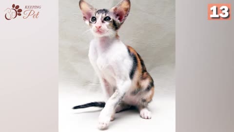 19 Calico Cat Breeds in One Video!