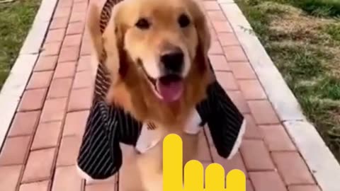 Funny Dogs Doing Funny Things.
