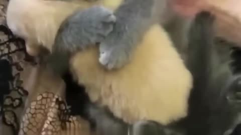 Cute kitten hugs