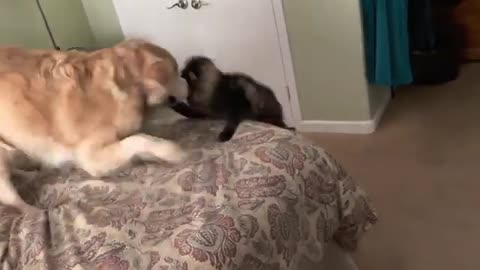 Molly the Dog and Milo the Cat Play Time