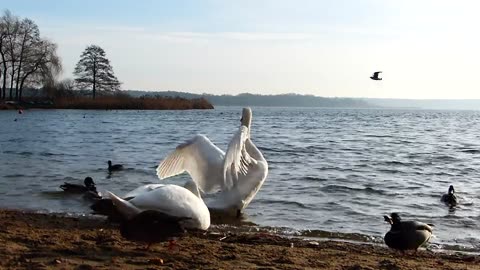 Swan Serenade: Graceful Beauty in Nature's Symphony