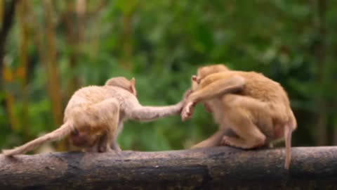 Fun Actions of Dog and Monkey