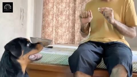 Giant Rottweiler Eager for some treats, Plays around with Master.