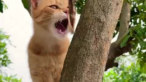 Cute Kittens - Funny and Cute Cat