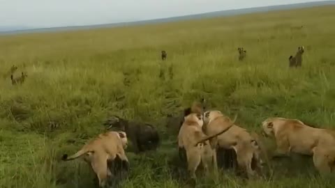 Watch the battle between the Lions and Hyenas while on safari in #Kenya and #Tanzania. #travel #trip