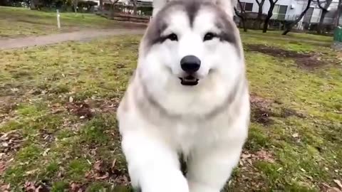 Peekaboo playing husky