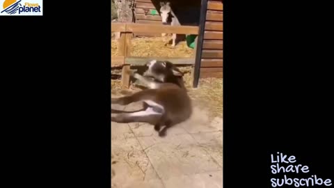 Funny Cat and Dog Video #2