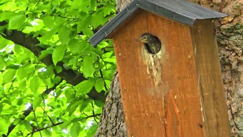 Young bird waiting for its parents with food / Bird in birdhouse.