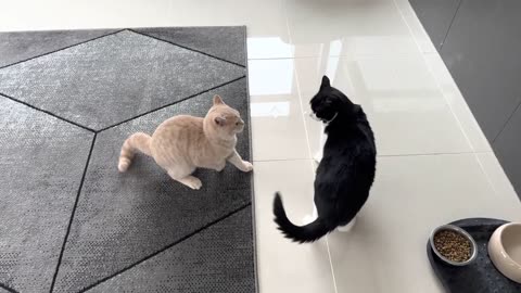 Kitten Meows Before Taking Down Cat