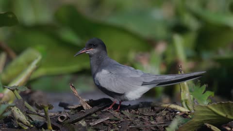 The Black Tern: Close Up HD Footage (Chlidonias niger)