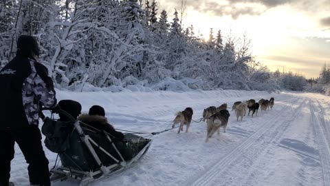 Amazing Husky Dog Sledding & Mushing Experience in Fairbanks, Alaska in Feb, 2023