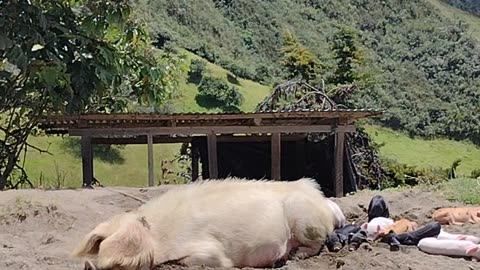 Mama Pig With her Piglets (Azuay Cuenca)